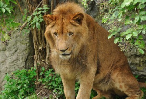 숫사자의 신기한 갈기 색깔.JPG | 인스티즈