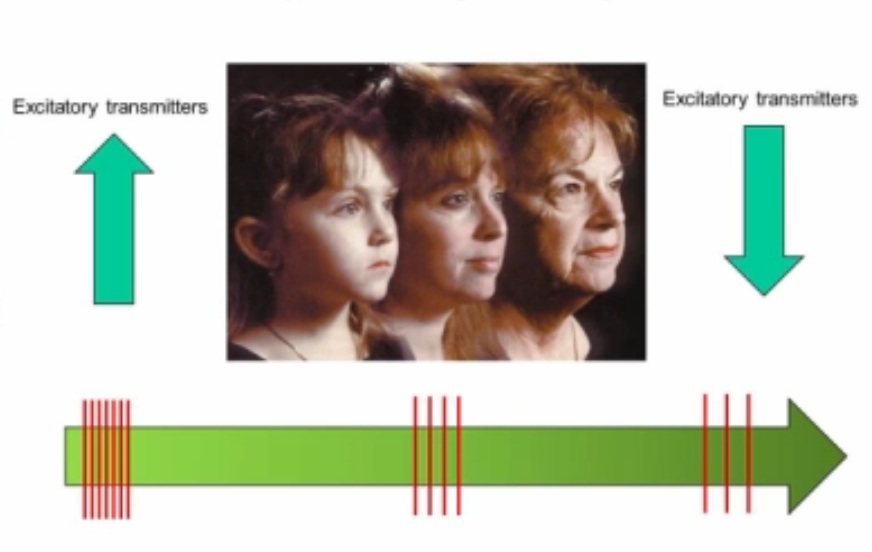 뇌의 프레임.jpg