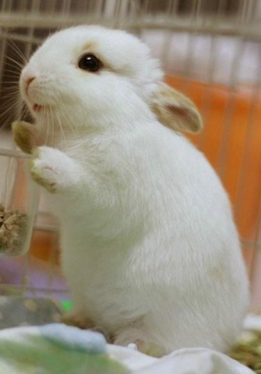 관련 이미지 예쁜 토끼들