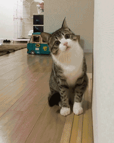 4.gif