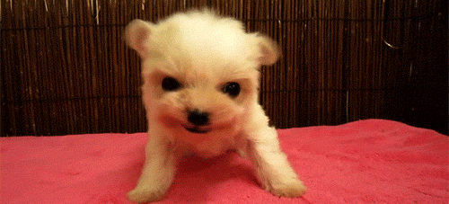 034a3e4951ec6a58a429bdd794424b8a.gif