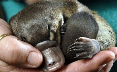 원본확인 클릭 3.png