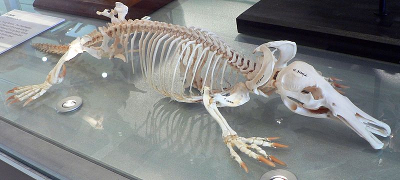 원본확인 클릭 http-%2F%2Fupload.wikimedia.org%2Fwikipedia%2Fcommons%2Fthumb%2F3%2F3f%2FPlatypus_skeleton_Pengo.jpg%2F800px-Platypus_skeleton_Pengo.jpg
