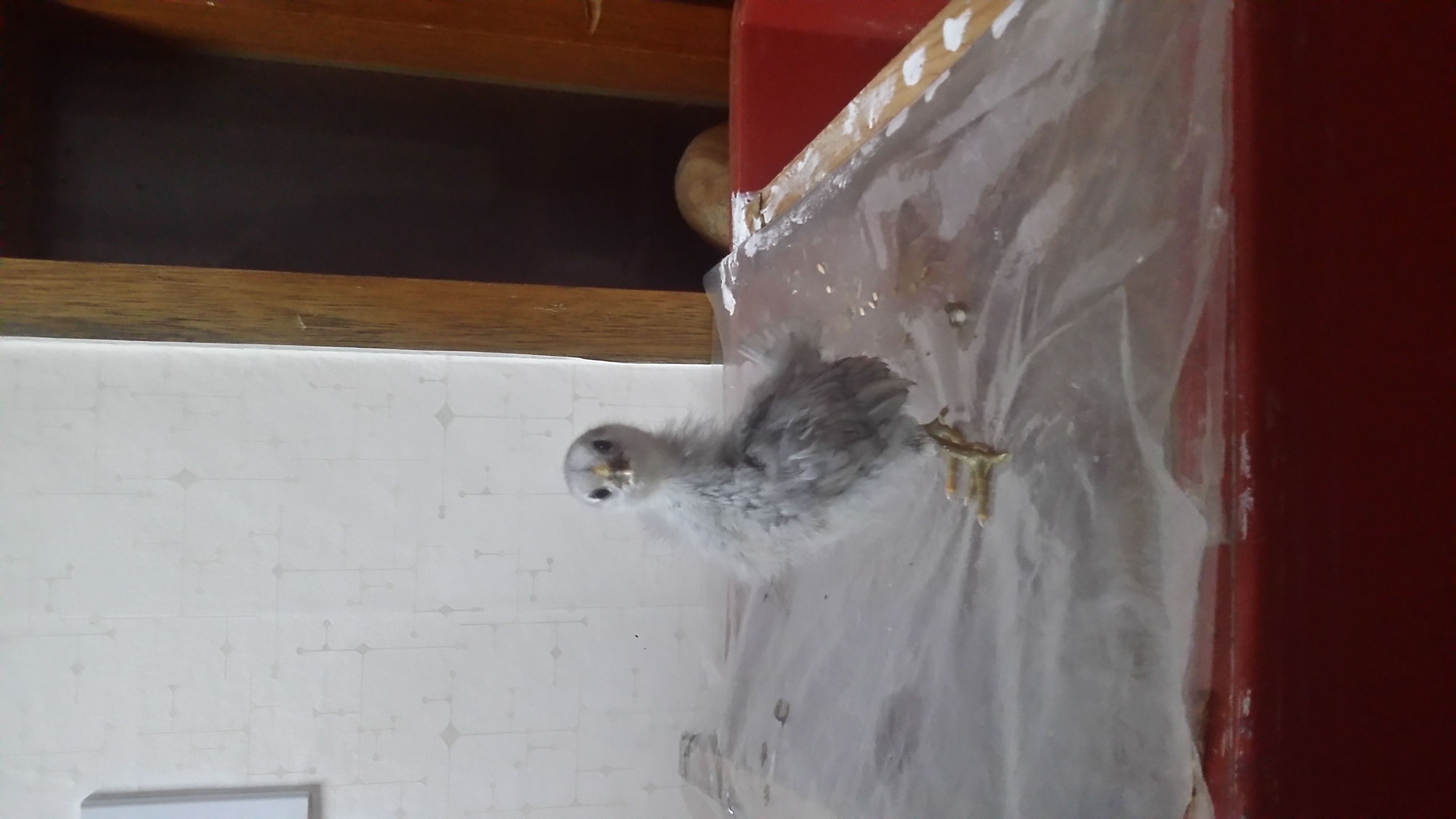 20170912_201014.jpg