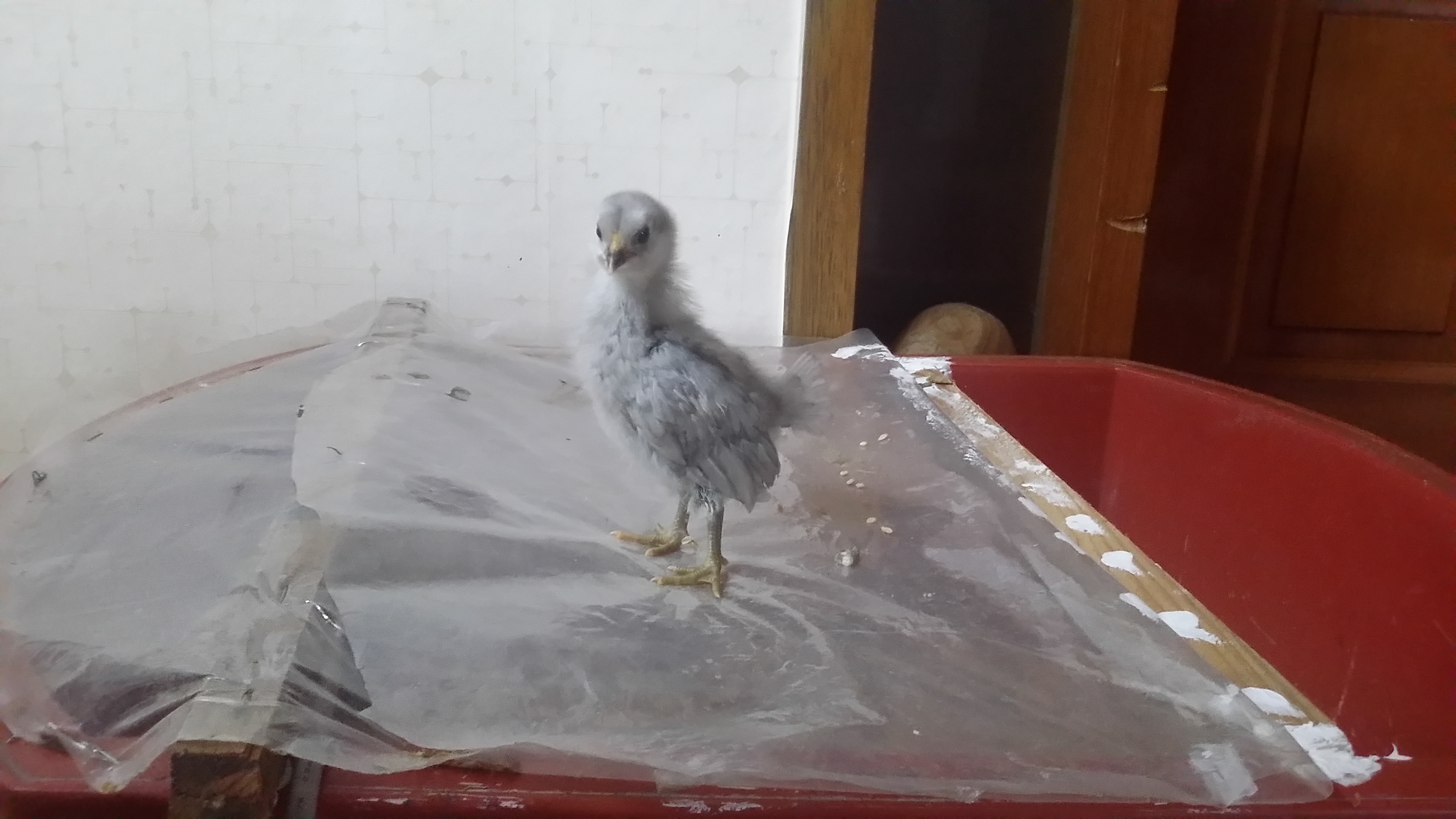 20170912_201021.jpg