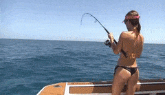DistantReliableGnat-max-1mb.gif
