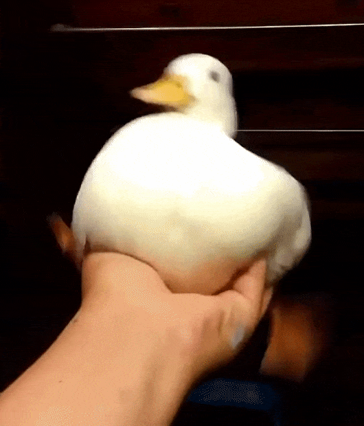 1542991972.gif