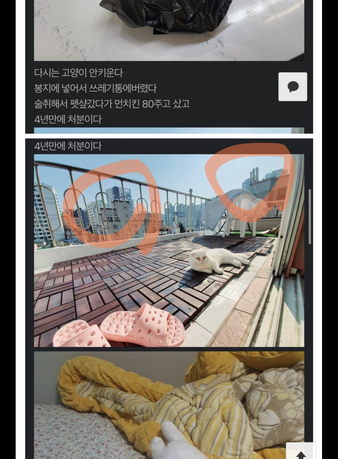 고양이 죽인놈 집앞이다 | 일간-베스트 | 일베저장소