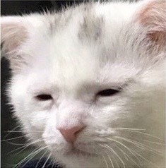 원본확인 클릭
