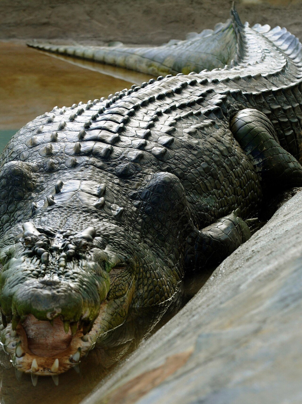 19) 공식적으로 인정된 세상에서 가장 큰 악어 (사진 / 포획영상 포함) | 일간-베스트 | 일베저장소