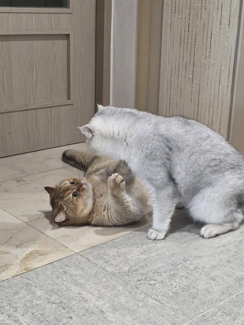 원본확인 클릭