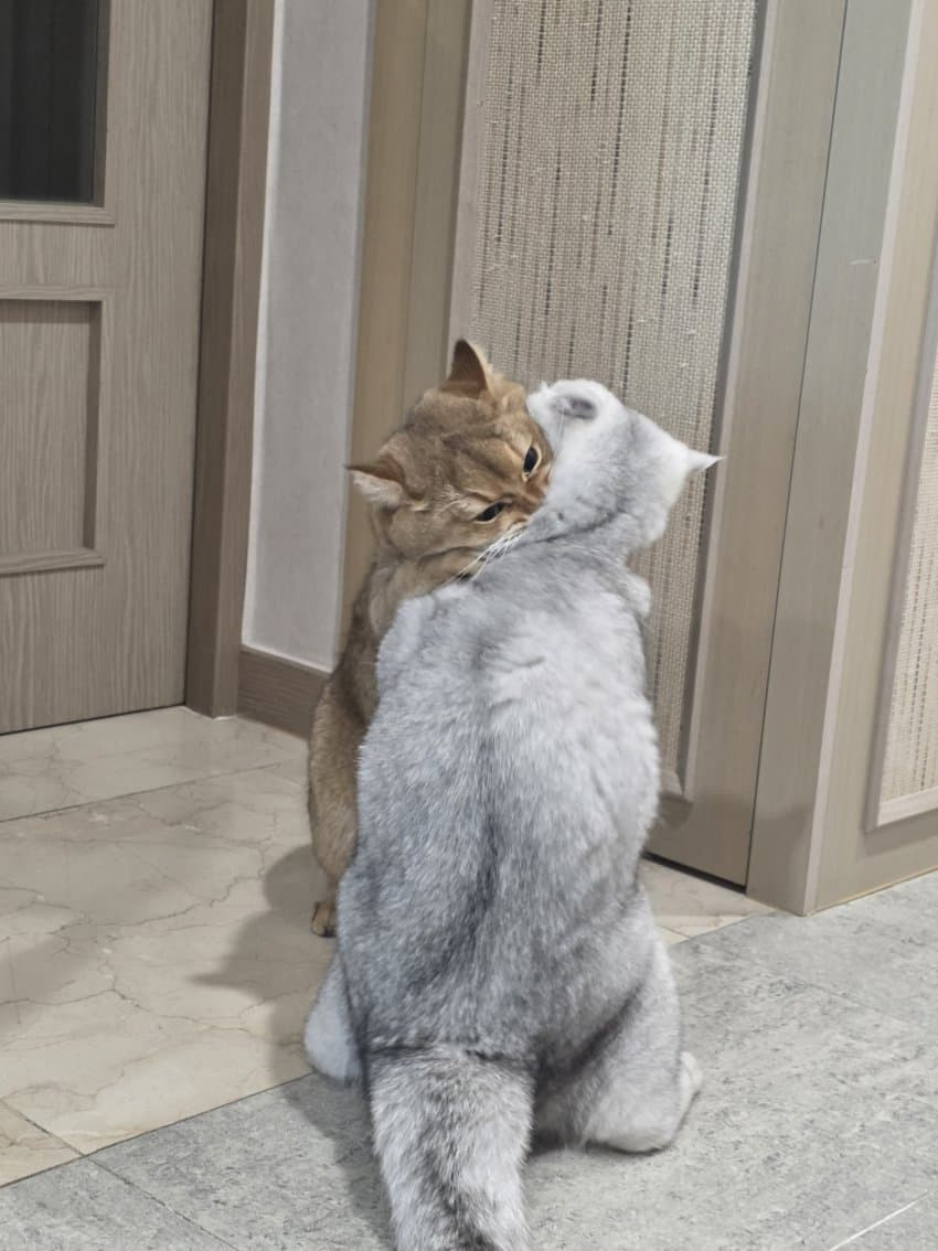 원본확인 클릭